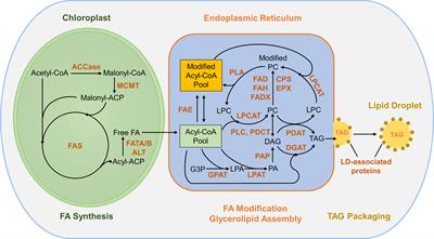 A toolkit for plant lipid engineering: Surveying the efficacies of lipogenic factors for accumulating specialty lipids